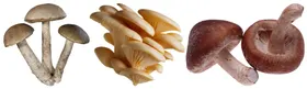 蘑菇png免扣高清素材