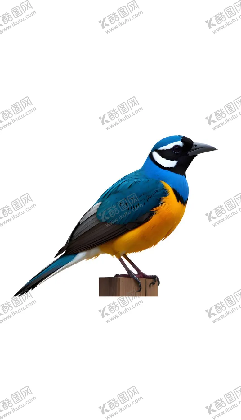 编号：31551310292141014309【酷图网】源文件下载-小鸟麻雀鹦鹉鸟儿动物鸟类