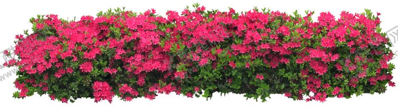 编号：92739909220827536538【酷图网】源文件下载-矮花卉