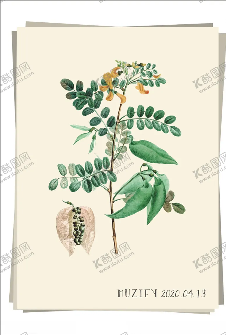 编号：74217607010246566497【酷图网】源文件下载-山扁豆植物图鉴