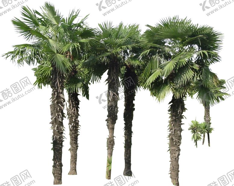 编号：66651610311334509351【酷图网】源文件下载-蒲葵