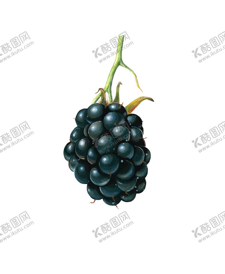 编号：71805110182248451050【酷图网】源文件下载-蓝莓