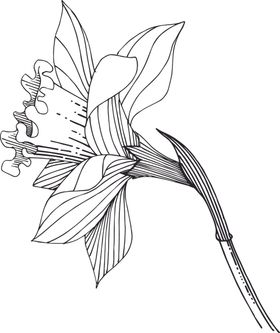 白描植物
