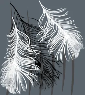 羽毛
