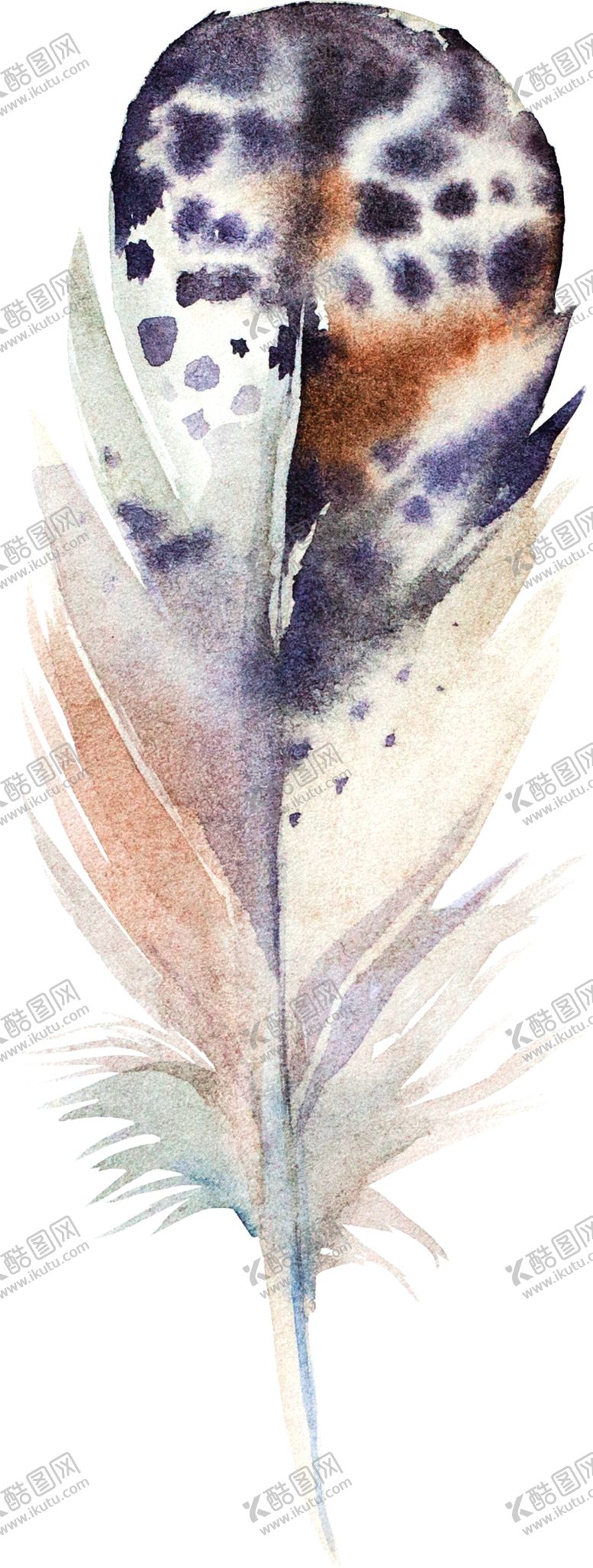 编号：94418109181841258009【酷图网】源文件下载-手绘水彩羽毛