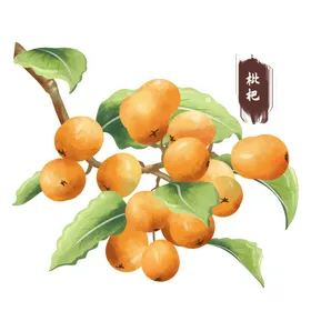 中药手绘插画