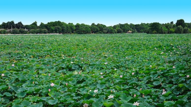 编号：68373710022336421656【酷图网】源文件下载-荷花群荷花池