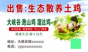出售生态散养土鸡