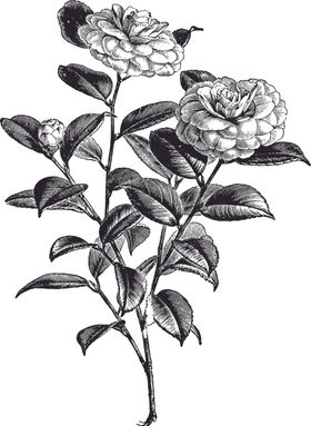 线描植物