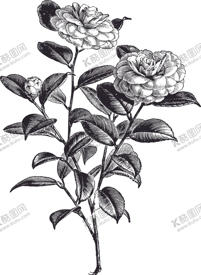 编号：83373906280313274838【酷图网】源文件下载-线描植物