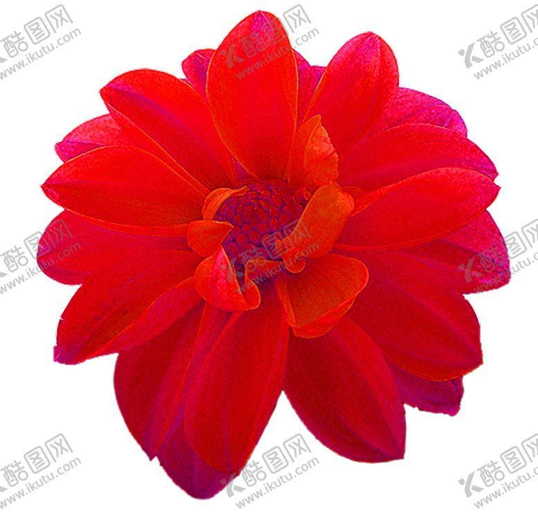 编号：34774806250921047145【酷图网】源文件下载-鲜花素材