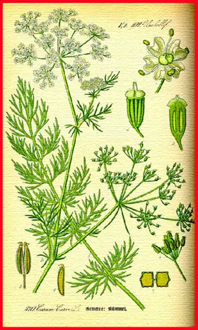 花草