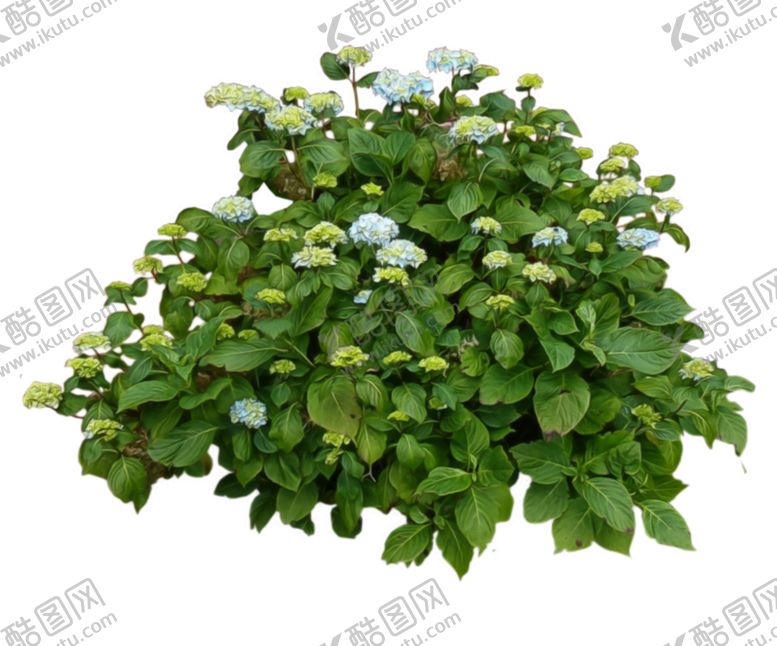 编号：21022811011043565454【酷图网】源文件下载-小清新植物