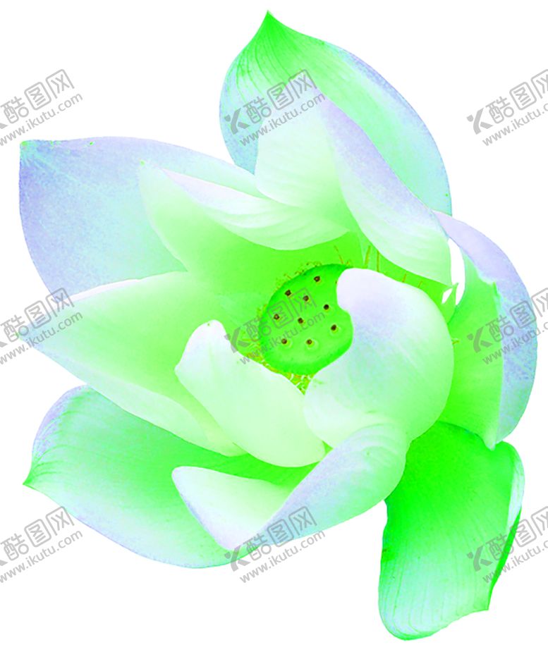 编号：40239209272007417082【酷图网】源文件下载-花素材