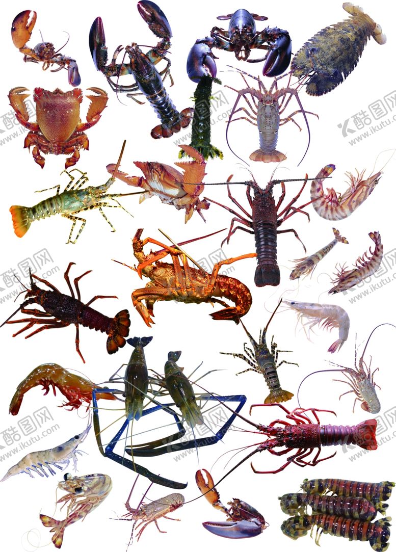 编号：82145709250902421713【酷图网】源文件下载-各种海鲜虾类素材