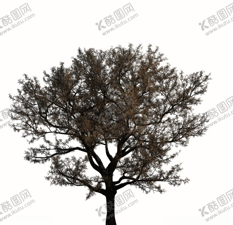 编号：80571910070245242667【酷图网】源文件下载-树木