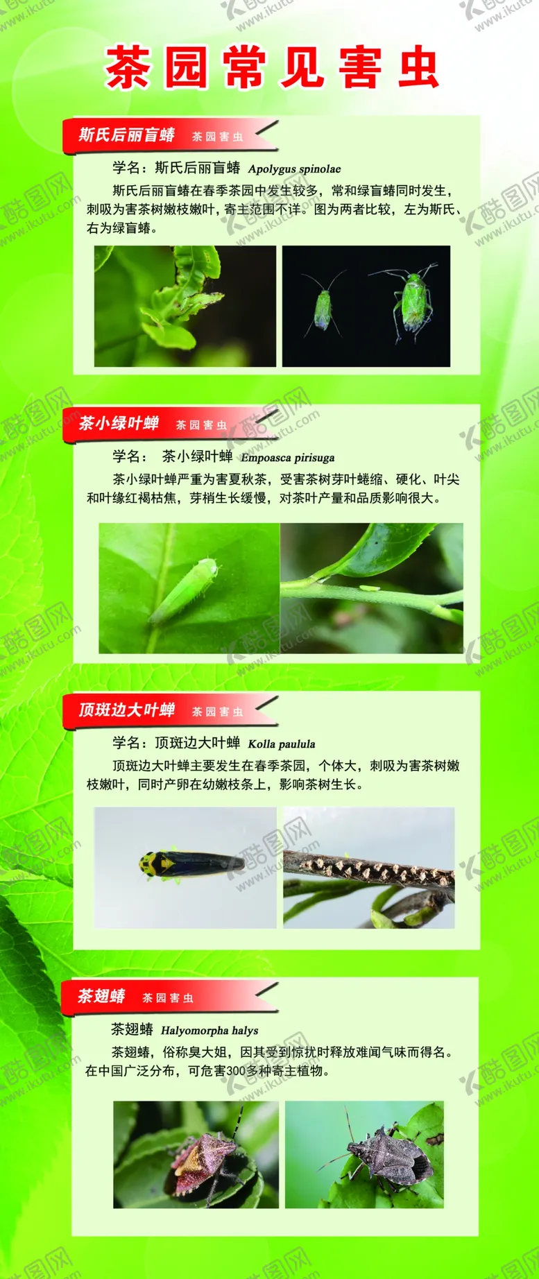 编号：85227502091405515250【酷图网】源文件下载-害虫