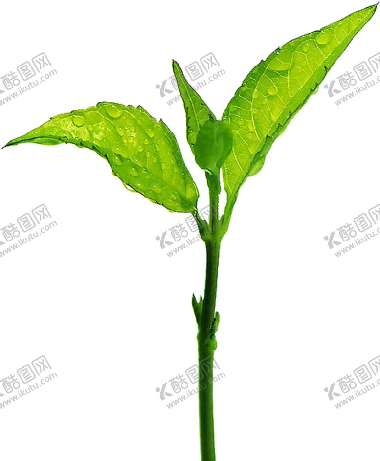 编号：85518010070556366162【酷图网】源文件下载-小草发芽