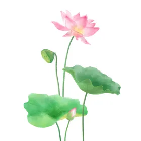 荷花莲莲标志六月