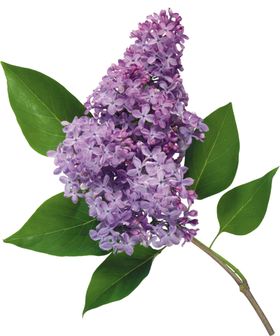 丁香花