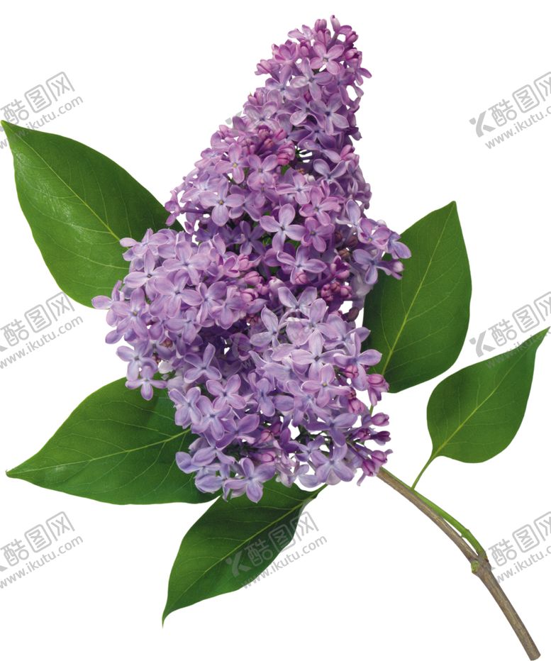编号：28696406242013547589【酷图网】源文件下载-丁香花