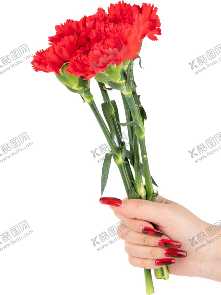 编号：55600802071353145958【酷图网】源文件下载-妇女节送花康乃馨