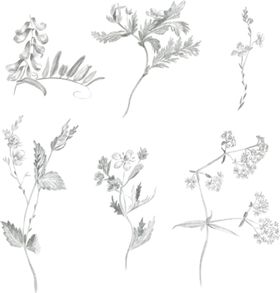 手绘花卉素材水果芭蕉叶热带