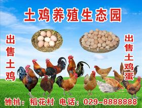 土鸡养殖绿色生态好产品