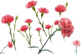 粉色鲜花康乃馨花朵小花