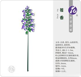 矢量草药藿香花蕊