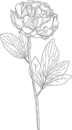 线稿图绘画植物花朵