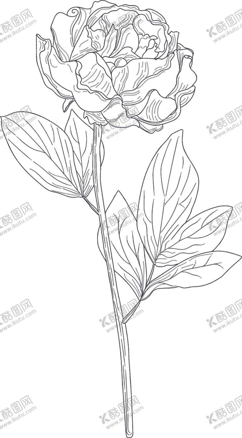 编号：87905410182033331763【酷图网】源文件下载-线稿图绘画植物花朵