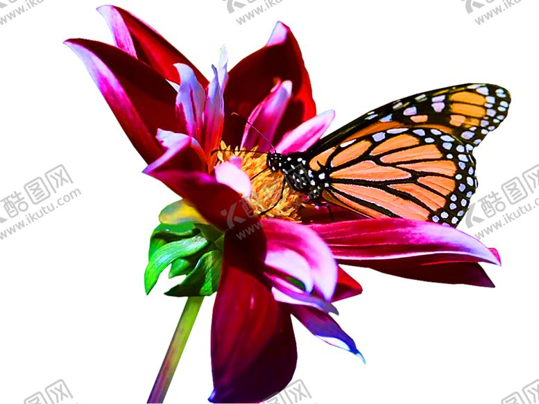 编号：60903609280415564339【酷图网】源文件下载-浪漫素材