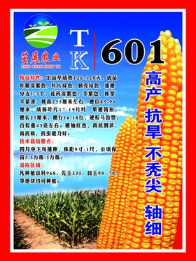 玉米海报