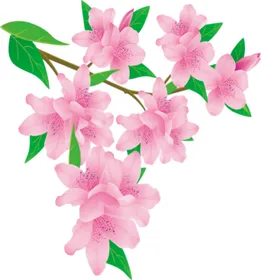 梅花