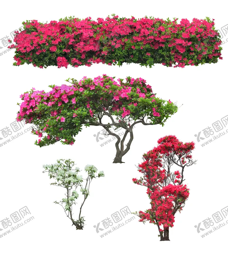 编号：08537109261011343642【酷图网】源文件下载-杜鹃花