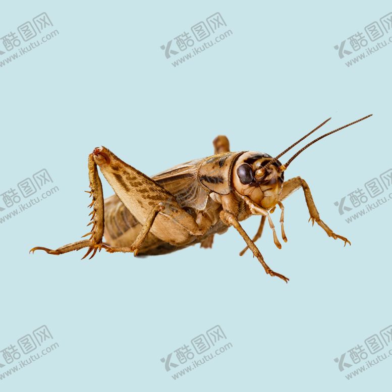 编号：44265310151225086547【酷图网】源文件下载-蟋蟀