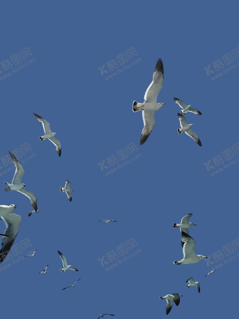 编号：47511112160658259067【酷图网】源文件下载-海鸥