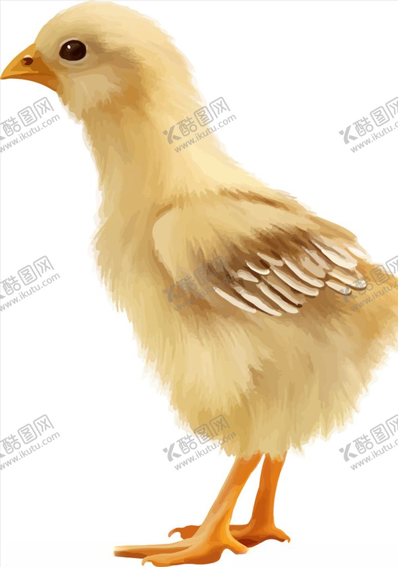 编号：94945305120052588767【酷图网】源文件下载-卡通公鸡