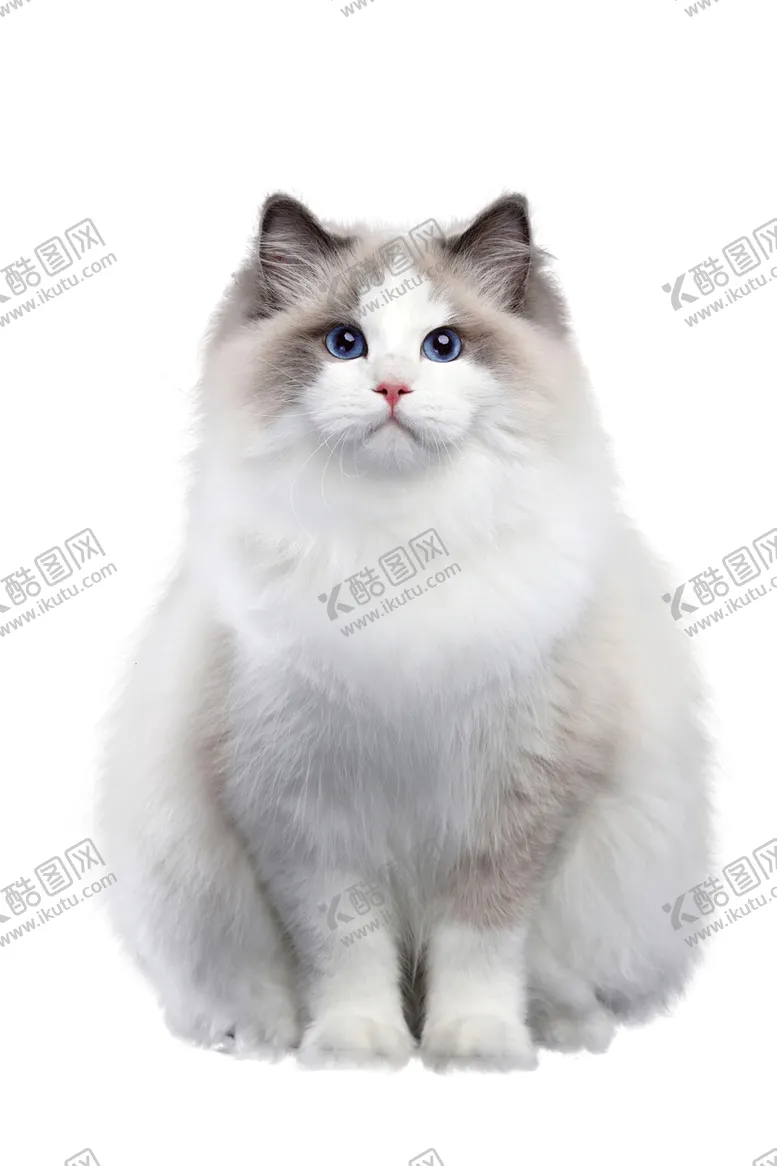 编号：17890402191341015678【酷图网】源文件下载-布偶猫