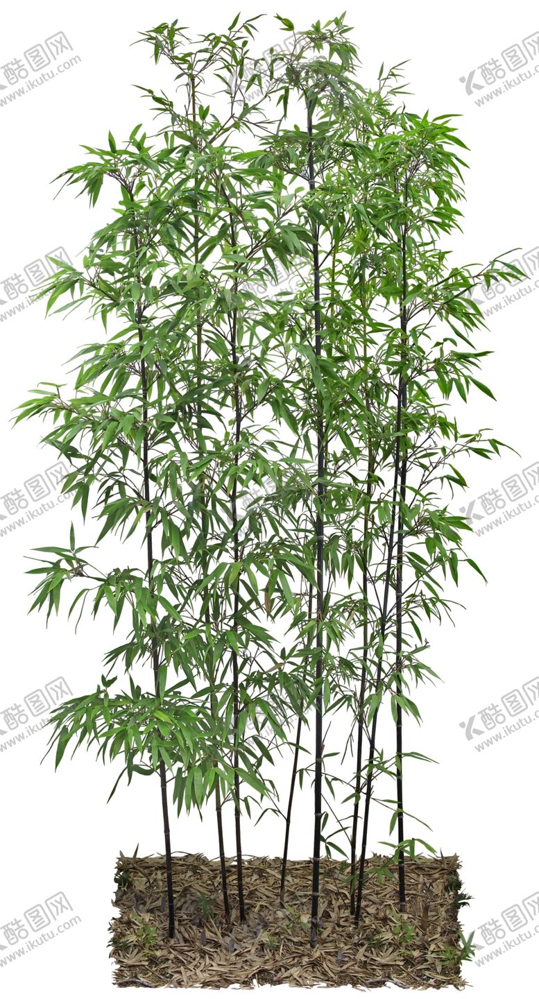 编号：39204710220026007139【酷图网】源文件下载-免扣植物树木素材图片