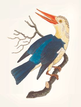 鸟类插画