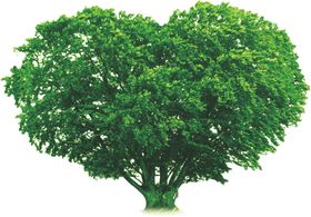 心形树