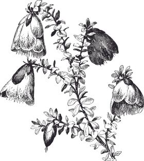 线描植物花卉边框