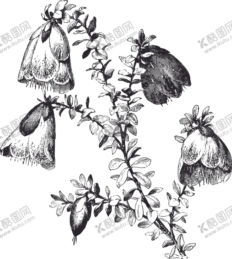 编号：77350406160201398961【酷图网】源文件下载-线描植物