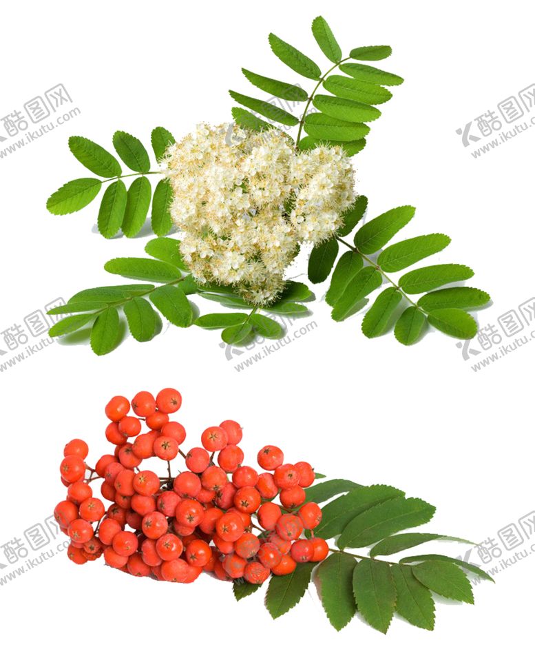 编号：58345704280144443143【酷图网】源文件下载-草本植物药材