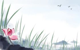 古典荷花插画         