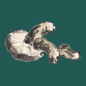 香菇