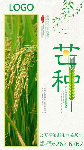芒种