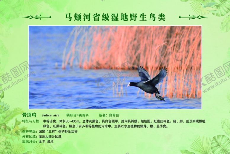 编号：80560401281847411613【酷图网】源文件下载-鸟类简介